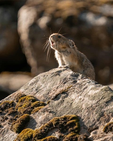 A small pika standing on a moss-covered rock, calling out in a sunlit alpine landscape in the Canadian Rockies.