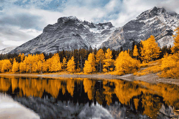 Golden larch trees reflecting in a mountain lake in Banff National Park, Canadian Rockies